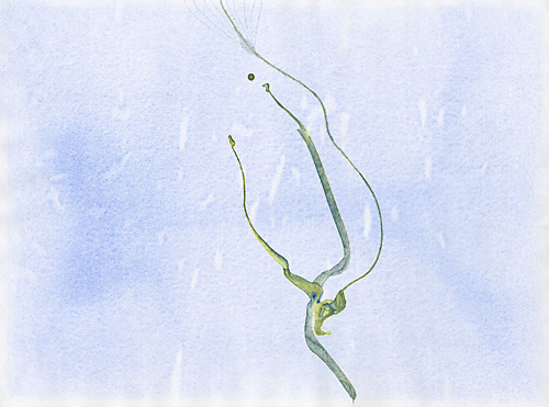 Aljoscha, bioism, biofuturism