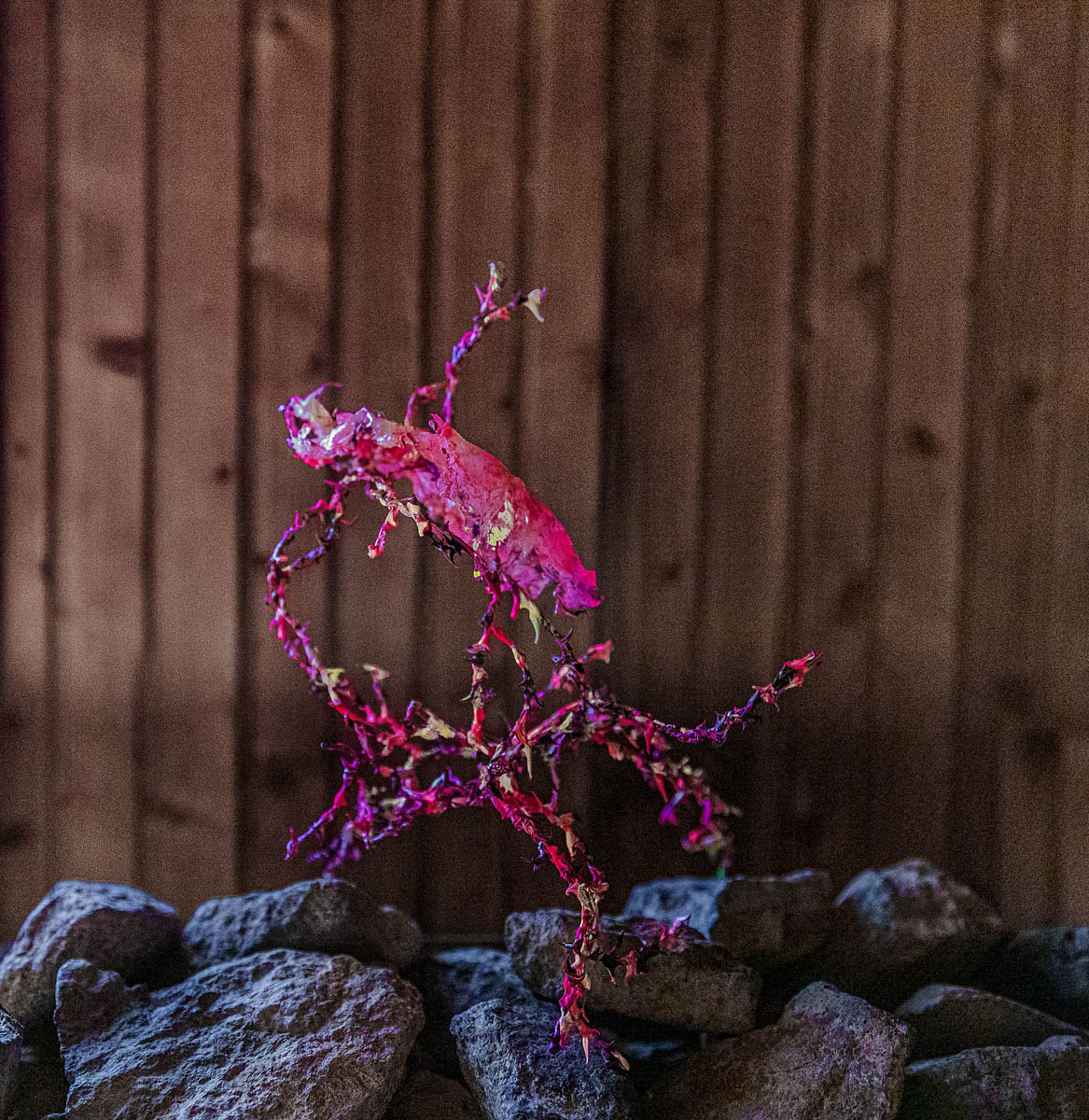 Aljoscha, bioism, biofuturism